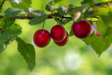 Detoxikácia antioxidanty