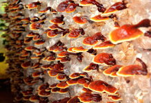 Reishi reishi